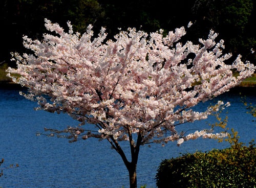 Rực rỡ sắc hoa anh đào ảnh 10