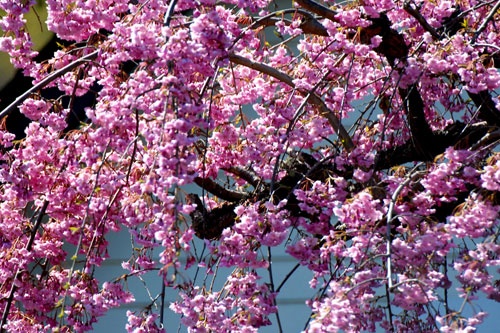 Rực rỡ sắc hoa anh đào ảnh 11