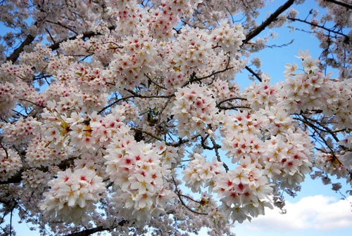 Rực rỡ sắc hoa anh đào ảnh 12