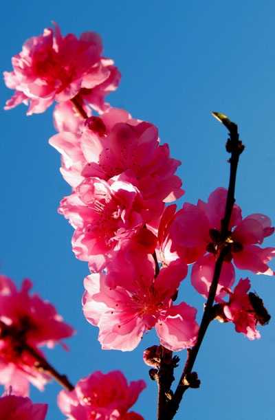 Rực rỡ sắc hoa anh đào ảnh 2