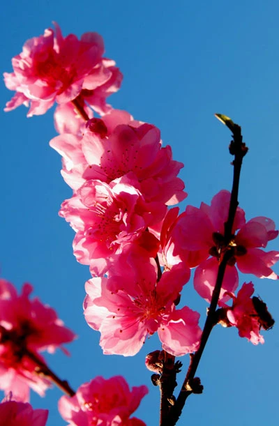 Rực rỡ sắc hoa anh đào ảnh 2