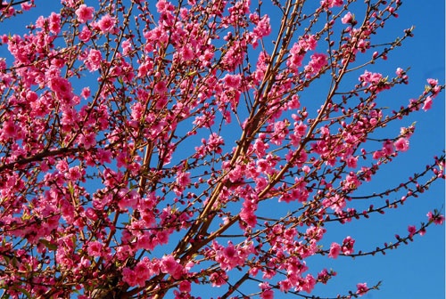 Rực rỡ sắc hoa anh đào ảnh 1