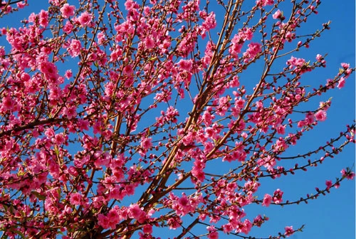 Rực rỡ sắc hoa anh đào ảnh 1