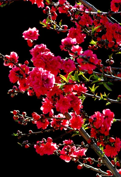 Rực rỡ sắc hoa anh đào ảnh 3