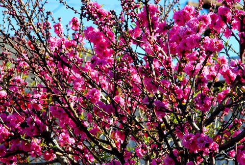 Rực rỡ sắc hoa anh đào ảnh 4