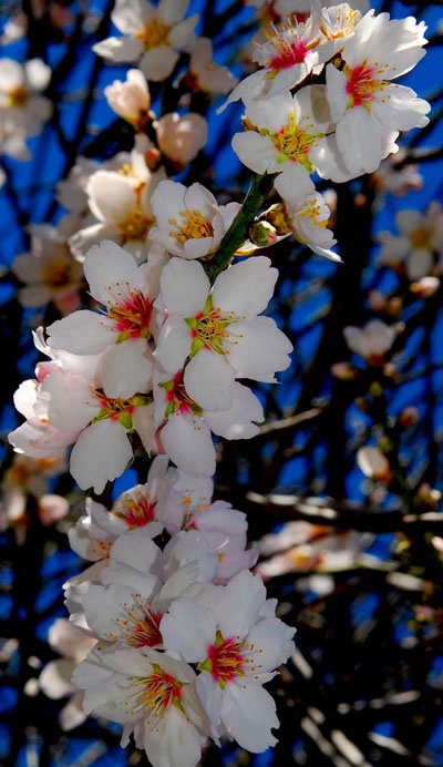 Rực rỡ sắc hoa anh đào ảnh 6