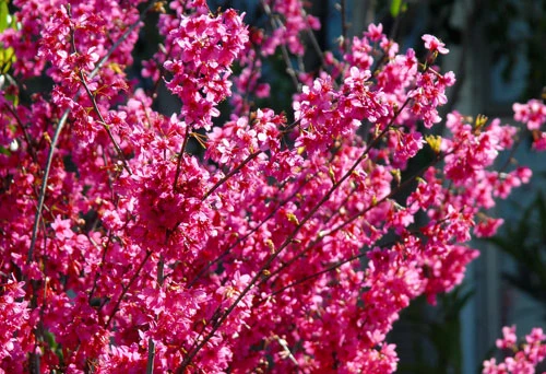 Rực rỡ sắc hoa anh đào ảnh 5