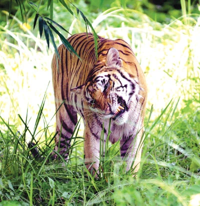 Kỳ án cọp mất tích ảnh 1