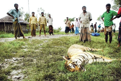 Kỳ án cọp mất tích ảnh 2