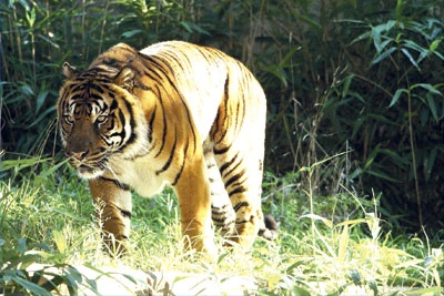 Kỳ án cọp mất tích ảnh 3