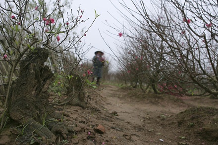 Một gốc lớn ghép mắt đào Bích đang ra hoa