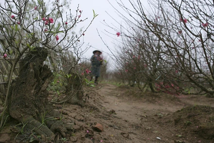 Một gốc lớn ghép mắt đào Bích đang ra hoa