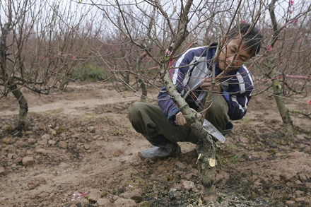 Cây đào không tốt phải cưa bỏ phần ngọn