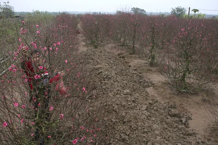 Các cây đào sẽ được khoanh (dùng dao khứa vòng quanh thân cây) vào thời điểm thích hợp để ra hoa