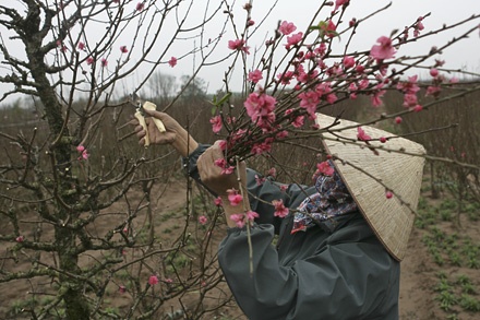 Dồn thời gian "dọn dẹp" cho đào vào những ngày áp Tết.