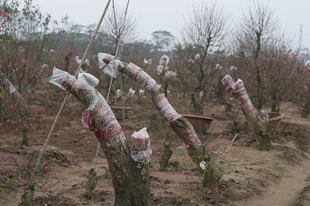 Những gốc đào lớn được mang về từ nhiều nơi để ghép mắt đào Bích