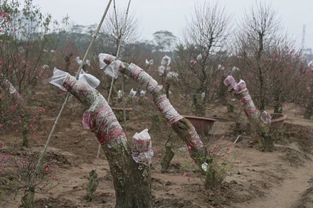 Những gốc đào lớn được mang về từ nhiều nơi để ghép mắt đào Bích