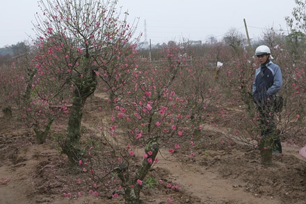 Những gốc đào đẹp thế này giá cho thuê cũng tầm 4 triệu