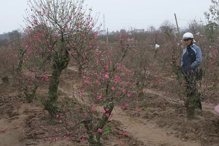 Những gốc đào đẹp thế này giá cho thuê cũng tầm 4 triệu