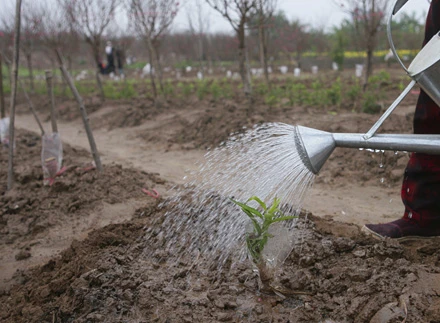 Người dân ví mầm đào mới trồng như trẻ nhỏ cần nâng niu chăm bẵm.