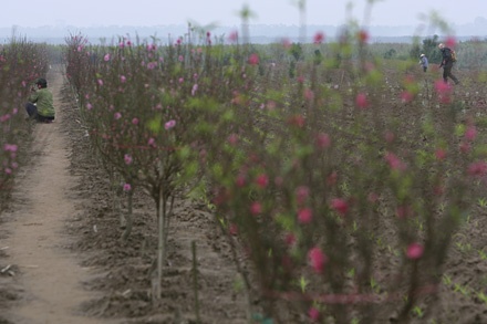 Để có được những dáng, thế người trồng đào phải mất nhiều tháng uốn nắn