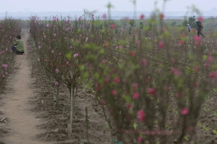 Để có được những dáng, thế người trồng đào phải mất nhiều tháng uốn nắn