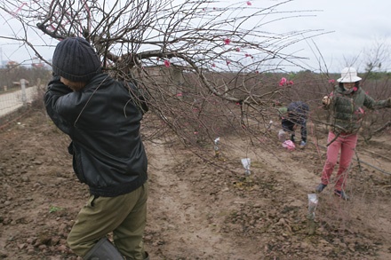 Công vun trồng một năm có thể bị bỏ đi trong chốc lát