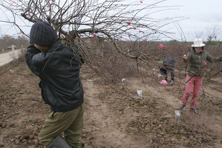 Công vun trồng một năm có thể bị bỏ đi trong chốc lát