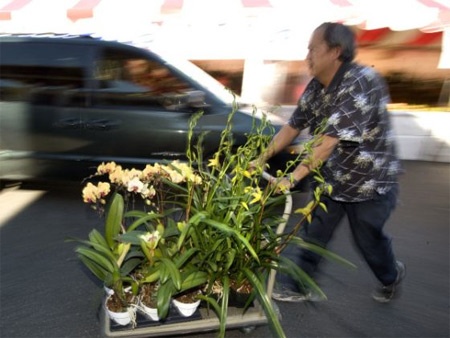 Jimmy Huỳnh Schlusemeyer chở hoa lan tới quầy hàng. Vợ chồng anh hy vọng có thể bán được 9.000 cây hoa lan từ giờ cho tới Tết.