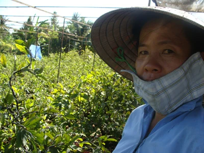 Tất bật vận chuyển hoa và cây kiểng lên những chuyến xe đi đến các địa phương lân cận như Tiền Giang, Vĩnh Long, Cần Thơ, TP.HCM... Chị Hai Phượng với vườn mai hơn 1.000 gốc mai 3 năm tuổi, được bán với giá chỉ khoảng từ 100.000 - 200.000 đồng/gốc Hoa phù dung khoe sắc trong nắng sớm. Những bông hoa có màu sắc tươi tắn, dễ trồng, rất được ưa chuộng trong dịp Tết Các chủ vườn cho biết, những chậu cây thuộc họ xương rồng nhỏ nhắn như thế này được đưa về TP.HCM với số lượng khá lớn. Người dân TP thường dùng để chưng trong nhà hay văn phòng Hoa và cây cảnh tràn ra cả lòng đường Hình ảnh thường thấy vào những ngày cận Tết tại làng hoa Cái Mơn Vườn hoa với gần 200 loại hoa của gia đình chị Nguyễn Thị Bé. Tại đây có đầy đủ các loại hoa truyền thống của làng hoa Cái Mơn do gia đình trồng và cả những loại hoa nhập từ các địa phương khác hay từ nước ngoài Nhiều giống hoa mới được nhập về cũng có mặt tại làng hoa Cái Mơn Giống lan sò độc đáo Tỉ mỉ chăm sóc hoa và cây kiểng trước khi đem ra bán Một góc vườn với hoa mồng gà rực rỡ. Đây cũng là loại hoa được tiêu thụ mạnh trong dịp Tết Cùng nhau khoe sắc