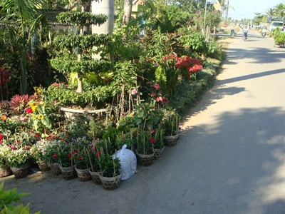 Tất bật vận chuyển hoa và cây kiểng lên những chuyến xe đi đến các địa phương lân cận như Tiền Giang, Vĩnh Long, Cần Thơ, TP.HCM... Chị Hai Phượng với vườn mai hơn 1.000 gốc mai 3 năm tuổi, được bán với giá chỉ khoảng từ 100.000 - 200.000 đồng/gốc Hoa phù dung khoe sắc trong nắng sớm. Những bông hoa có màu sắc tươi tắn, dễ trồng, rất được ưa chuộng trong dịp Tết Các chủ vườn cho biết, những chậu cây thuộc họ xương rồng nhỏ nhắn như thế này được đưa về TP.HCM với số lượng khá lớn. Người dân TP thường dùng để chưng trong nhà hay văn phòng Hoa và cây cảnh tràn ra cả lòng đường Hình ảnh thường thấy vào những ngày cận Tết tại làng hoa Cái Mơn Vườn hoa với gần 200 loại hoa của gia đình chị Nguyễn Thị Bé. Tại đây có đầy đủ các loại hoa truyền thống của làng hoa Cái Mơn do gia đình trồng và cả những loại hoa nhập từ các địa phương khác hay từ nước ngoài Nhiều giống hoa mới được nhập về cũng có mặt tại làng hoa Cái Mơn Giống lan sò độc đáo Tỉ mỉ chăm sóc hoa và cây kiểng trước khi đem ra bán Một góc vườn với hoa mồng gà rực rỡ. Đây cũng là loại hoa được tiêu thụ mạnh trong dịp Tết Cùng nhau khoe sắc