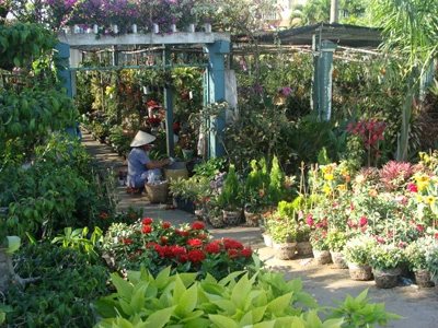 Tất bật vận chuyển hoa và cây kiểng lên những chuyến xe đi đến các địa phương lân cận như Tiền Giang, Vĩnh Long, Cần Thơ, TP.HCM... Chị Hai Phượng với vườn mai hơn 1.000 gốc mai 3 năm tuổi, được bán với giá chỉ khoảng từ 100.000 - 200.000 đồng/gốc Hoa phù dung khoe sắc trong nắng sớm. Những bông hoa có màu sắc tươi tắn, dễ trồng, rất được ưa chuộng trong dịp Tết Các chủ vườn cho biết, những chậu cây thuộc họ xương rồng nhỏ nhắn như thế này được đưa về TP.HCM với số lượng khá lớn. Người dân TP thường dùng để chưng trong nhà hay văn phòng Hoa và cây cảnh tràn ra cả lòng đường Hình ảnh thường thấy vào những ngày cận Tết tại làng hoa Cái Mơn Vườn hoa với gần 200 loại hoa của gia đình chị Nguyễn Thị Bé. Tại đây có đầy đủ các loại hoa truyền thống của làng hoa Cái Mơn do gia đình trồng và cả những loại hoa nhập từ các địa phương khác hay từ nước ngoài Nhiều giống hoa mới được nhập về cũng có mặt tại làng hoa Cái Mơn Giống lan sò độc đáo Tỉ mỉ chăm sóc hoa và cây kiểng trước khi đem ra bán Một góc vườn với hoa mồng gà rực rỡ. Đây cũng là loại hoa được tiêu thụ mạnh trong dịp Tết Cùng nhau khoe sắc