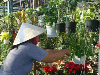 Làng hoa Cái Mơn đón Tết ảnh 10