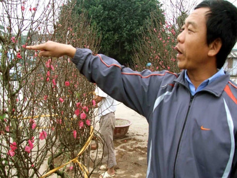 Đào Hà Nội rực rỡ xuống phố ảnh 1