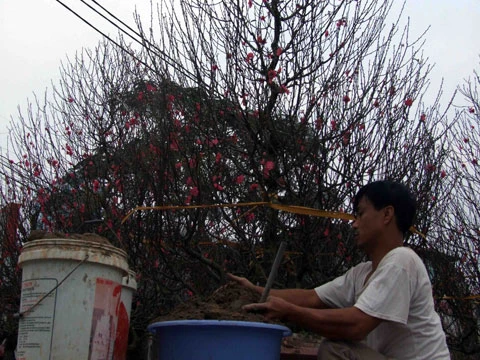 Đào Hà Nội rực rỡ xuống phố ảnh 3