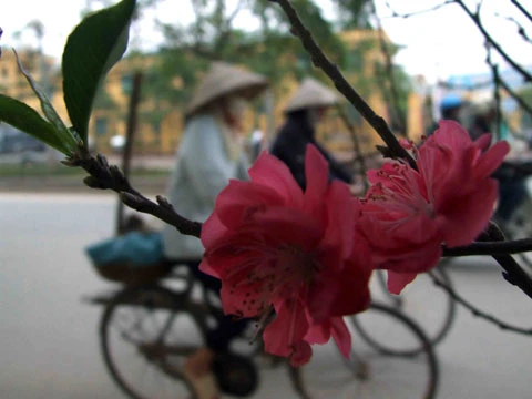 Đào Hà Nội rực rỡ xuống phố ảnh 6