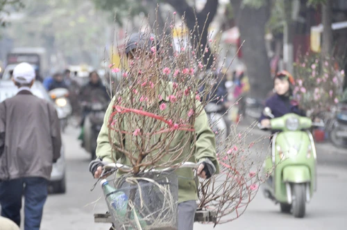 Xuân về rộn ràng trên phố