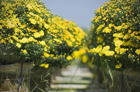 Trời sắp Tết hay lòng mình đang Tết? ảnh 1