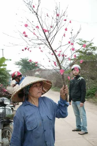 Hoa cười - người lo ảnh 1