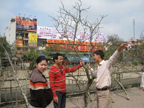 Cành đào này phù hợp với nhà mình. Hoa đào năm nay thật đẹp, cành nào cũng muốn mua. Hoa đào trên vùng cao lúc nào cũng đẹp.