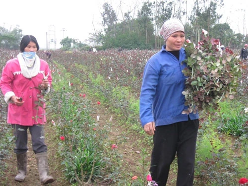 Men theo con đường bê tông tả ngạn phía đê sông Châu, chúng tôi tìm đến ruộng hoa hồng của gia đình anh Nguyễn Văn Hạnh và Lê Thị Tuyến (thôn 3). Chỉ vào những luống hồng Pháp khoẻ khoắn, nụ hồng mập mạp, đu đưa khoe sắc, anh Hạnh cho biết, năm nay được mùa hoa. Vợ anh Hạnh, chị Tuyến cho biết thêm hiện nay giá một cành hồng Pháp bán buôn tại vườn là từ 500 đến 600 đồng một bông. Giá như thế là rẻ, nhưng nỗi lo hoa nở sớm làm chị phiền lòng hơn nhiều. Những cánh đồng hoa Phù Vân vẫn đang tươi nở, vàng ruộm một góc cánh đồng là những luống hoa Cúc, một loại hoa được mua nhiều dịp Tết vì sắc cũng đẹp mà giữ được lâu.