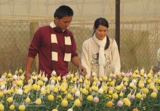 Chùm ảnh: Làng hoa Thái Phiên - Đà Lạt ảnh 1