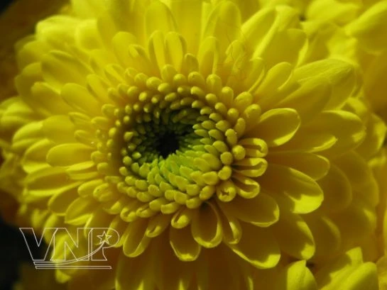 Chùm ảnh: Làng hoa Thái Phiên - Đà Lạt ảnh 2