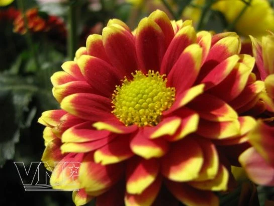 Chùm ảnh: Làng hoa Thái Phiên - Đà Lạt ảnh 3