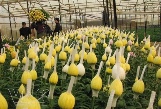 Chùm ảnh: Làng hoa Thái Phiên - Đà Lạt ảnh 4