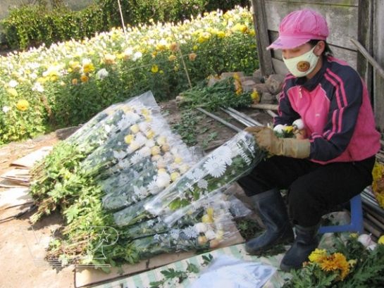 Chùm ảnh: Làng hoa Thái Phiên - Đà Lạt ảnh 5