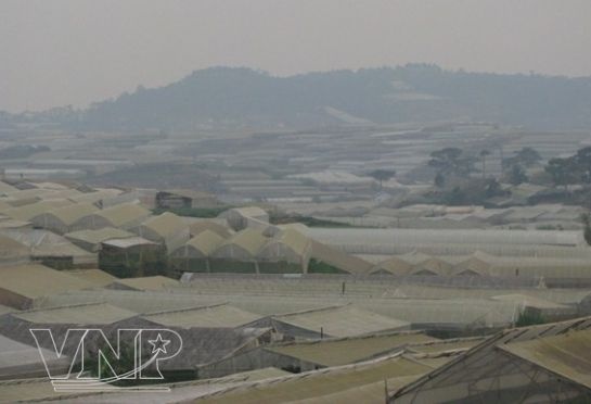 Chùm ảnh: Làng hoa Thái Phiên - Đà Lạt ảnh 7