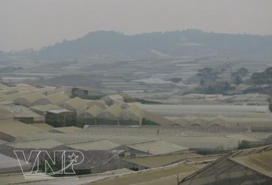 Chùm ảnh: Làng hoa Thái Phiên - Đà Lạt ảnh 7