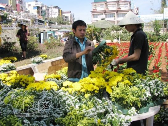 Chùm ảnh: Làng hoa Thái Phiên - Đà Lạt ảnh 8