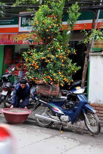 Chưa đầy 2 tuần nữa đến Tết nguyên đán Canh Dần, trên đường phố Hà Nội bắt đầu nườm nượp đào quất trên những chiếc xe máy. Không khí khẩn trương, chuẩn bị cho một mùa xuân ấm áp. Đào trên đường về nhà. Những cô gái chở đào làm cho không khí xuân càng thêm rộn rã. Gánh hàng hoa rong giờ đã có thêm cành đào hồng rực. Một cây quất vừa được chở đến tận nơi, phố Hàng Bồ. Những cành đào rừng được chở từ miền núi về bày bán trên đường Âu Cơ. Một cửa hàng hoa đang chuẩn bị những cây mai đỏ, loài hoa lần đầu có mặt tại Hà Nội. Anh Hải, giảng viên trường ĐH Thủy Lợi, mua chậu mai đỏ giá 300 nghìn đồng về chơi Tết. Bà cụ Hương ở phố Quán Thánh chọn mua những bông hoa trước cửa nhà.